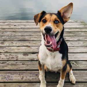 Meet your Posher, Liz